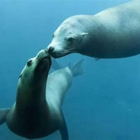 Les 4 Saisons Appartement Le Portel